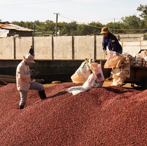 Café Molido Vietnamita de Tueste Medio, Amargo, 250g, Mezcla Arábica Premium, Cafeinado, Bolsa Sellada con Cierre, Servicio de Suministro al por Mayor - Product Image 3