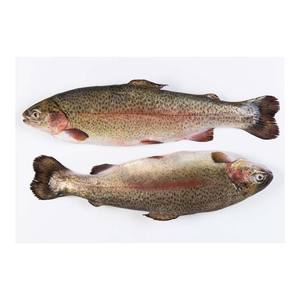Truite fraîche à prix avantageux, sélection de poissons de qualité supérieure, prête pour la vente en gros et en vrac - Product Image 2