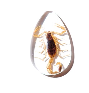 Golden Scorpion Real Specimen Plastic Cabochon Pear Cut <b>Top</b> 46x30 mm Clear Flat Bottom for Crafts and Jewelry Making - Product Image 6