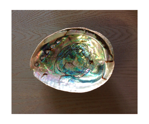 Conchas de abulón al por mayor, material decorativo de conchas marinas para proyectos de arte creativo y accesorios de joyería - Product Image 1