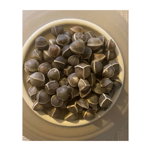 Graines de Moringa sélectionnées, adaptées à l'établissement agricole et à la production de cultures - Product Image 4