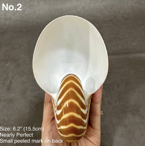 เปลือกหอยธรรมชาติขนาดใหญ่ขัดเงา เป็นมิตรกับสิ่งแวดล้อม เหมาะสำหรับตกแต่งบ้านริมชายฝั่ง ตกแต่งงานแต่งงาน และเป็นของขวัญ ของตกแต่ง และของที่ระลึก - Product Image 1