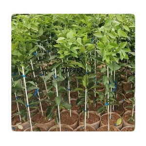 Super Sturdy Single Stem Plant Support <b>Stakes</b> - Product Image 1