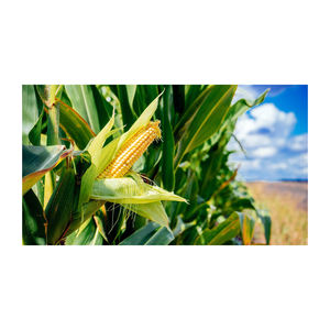 Maíz amarillo para consumo humano y alimentación animal, 100% puro, natural, de calidad, granos de maíz amarillo secos - Product Image 3