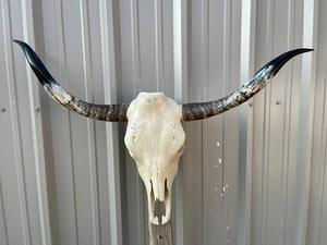 Tête d'animal en corne de buffle à fixer au mur, toucher réel, corne naturelle moderne, œuvre d'art décorative pour l'intérieur, pièce maîtresse pour la maison - Product Image 1