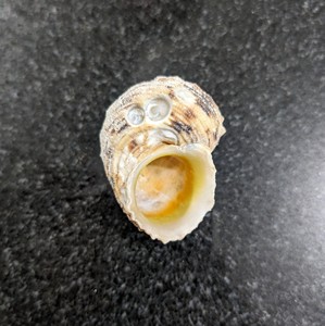 CONCHECAS ARTESANALES/VIBAS DE BRISA MARINA/IDEAS DE REGALO/ELEMENTOS ORGANICOS - Product Image 2