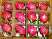Premium Vers Rood Drakenfruit Uit Vietnam | Zoete Smaak, Levendige Kleuren En Uitstekende Exportkwaliteit | Ms. Lily Ngo