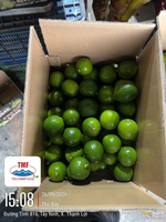 Citron vert sans pépins de qualité supérieure du Vietnam – Teneur élevée en jus, citron vert frais pour le marché malaisien