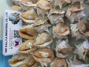 Conchas marinas naturales para manualidades – Suministro al por mayor desde Vietnam - Product Image 3