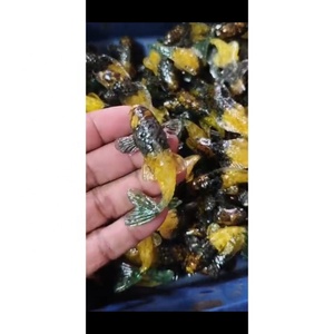 Venta al por Mayor de Tallados de Peces en Orgón con Piedras Preciosas, Decoración Feng Shui para el Hogar, Productos Espirituales de Orgonita para Meditación - Product Image 2