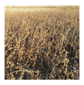 Soja concentré en gros volume pour la transformation industrielle et l'approvisionnement en ingrédients - Product Image 6