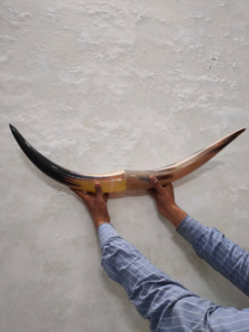 Cuernos de Pared de Texas Hechos a Mano, Decoración de Cuernos de Toro Estilo Animal Pulido de la India, Cuernos de Vaca Decorativos al por Mayor para la Venta - Product Image 3