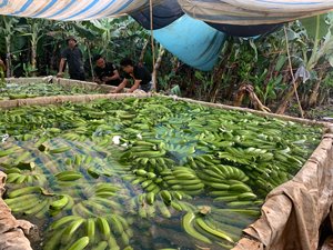 Fruits tropicaux frais de qualité supérieure à la banane Cavendish pour l'exportation goût sucré arôme naturel des fermes du Vietnam - Product Image 4