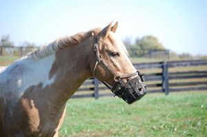 Bozal multifuncional para caballos para fines de entrenamiento, alimentación y control de peso - Product Image 2