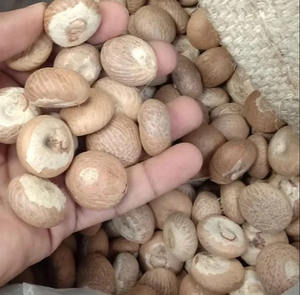 Noci di <span class=keywords><strong>Betel</strong></span> di Qualità Premium all'Ingrosso a Prezzi Convenienti, 100% Biologiche e Naturali, Esportate dal Bangladesh - Product Image 5