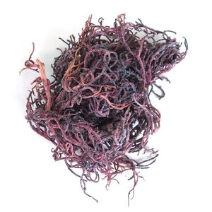 Vente en gros de mousse de mer violette - Mousse d'Irlande - Chondrus Crispus séché (Liam) - Product Image 1