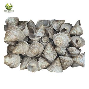 Fournisseur Vietnamien en Gros de Coquillages Trochus Naturels Polis, Ronds et Nacrés, pour la Décoration Moderne de la Maison et l'Artisanat - Product Image 4