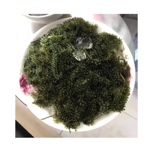 สาหร่ายทะเลสดสีเขียว คาวิอาร์สาหร่ายธรรมชาติ สำหรับอาหารญี่ปุ่น ซูชิ สลัด อาหารทะเล และการแปรรูปอาหารระดับพรีเมียม - Product Image 5