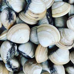 Almejas Blancas Congeladas Ocean Fresh, Cocidas y con Concha, para Importadores de Mariscos - Product Image 4