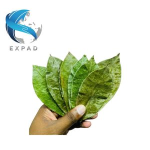 Traceable Source Raw Health <b>Tea</b> Drinks Dried Soursop Leaves Natural Graviola Herbal <b>Tea</b> Premium Guanabana Wholesale Bulk Price - Product Image 1