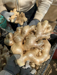 New Crop <b>Fresh</b> <b>Ginger</b> Size 150g up at Competitive Price Origin Vietnam. - Product Image 5