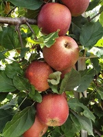 Pommes rouges Fuji 100% naturelles, biologiques, de qualité alimentaire, fraîches, exportées en vrac