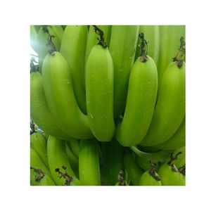 Prix de gros des bananes Cavendish vertes de qualité supérieure, fraîches et au goût sucré, en provenance du Vietnam - Product Image 1