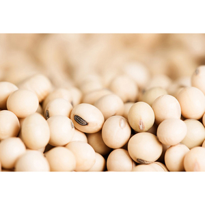 Factory Wholesale Organic <b>Soybeans</b> Non Gmo Soy Top Grade Yellow <b>Soybeans</b> Certified <b>Soybeans</b> - Product Image 2
