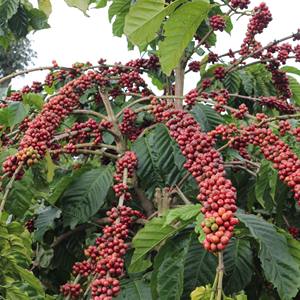 High Quality Vietnam Premium Robusta Green Coffee <b>Beans</b> Size 16 AA+ High Ripeness Bulk 60kg PP <b>Bags</b> Factory Direct - Product Image 5