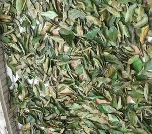 Dried Soursop Graviola Black <b>Tea</b> Premium Natural Bulk Export Vietnam Organic Non Sugar Grade 25 <b>Tea</b> Bags/<b>Box</b> Vacuum Packaging - Product Image 3