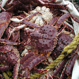 Prix d'usine, qualité supérieure, crabe royal rouge congelé, crabe royal norvégien - origine Autriche, durée de conservation de 2 ans, disponible en gros - Product Image 3