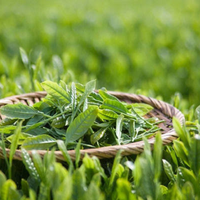 Thé vert séché du Vietnam en vrac, thé aux herbes amer, emballage en gros, haute qualité, pour infusion quotidienne, thé santé Pham Dinh 12kg