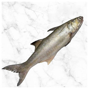 Collar de Salmón Congelado, Salmón Salvaje Congelado, Collar de Pescado Salmón Congelado de Alta Calidad - Product Image 4