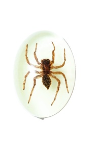 Araña Fantasma, Espécimen Real, Cabujón de Plástico Ovalado de 18x25 mm, Base Plana Brillante para Manualidades y Joyería - Product Image 4