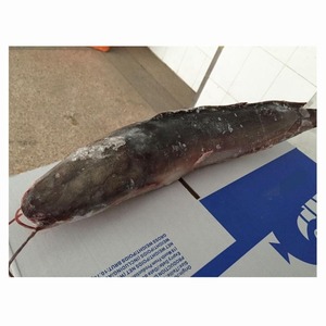 Ikan Lele Beku Premium Ocean Harvest Utuh Bersih Kualitas Ekspor Kemasan Massal Untuk Importir Pembeli Grosir Makanan Laut