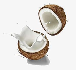 Leche de Coco en Polvo Deshidratada |   Procesamiento de Alimentos |   Suministro al por Mayor Vietnam - Product Image 5