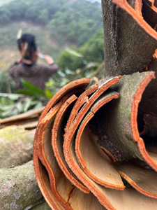Cannelle de Cassia du Vietnam en tranches, vente en gros directe usine, naturelle, séchée, riche en huile, pour la transformation alimentaire et l'exportation - Mme Grace - Product Image 6