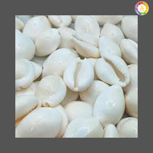 เปลือกหอยขาวขัดเงาธรรมชาติ จำหน่ายส่งจำนวนมาก สำหรับงานฝีมือเครื่องประดับและของตกแต่งชายหาด - Product Image 2