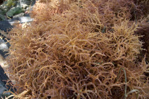 Algas Marinas Secas Tipo Coral Naranja Frescas, Naturales, Orgánicas, de Primera Calidad, de Jawa Timur, Indonesia, para Uso Herbal - Product Image 2