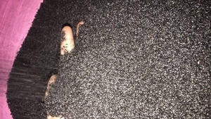 เมล็ดโหระพา เมล็ดซาบจา เกรดอาหาร สำหรับเครื่องดื่ม ของหวาน จำหน่ายส่งจากผู้ผลิต - Product Image 2