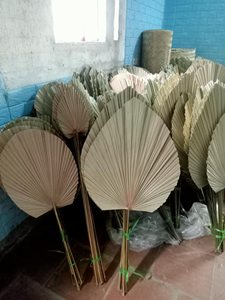 Abanico de hoja de bambú ecológico GRASS, hecho a mano en Vietnam, con forma ovalada, moderno, para decoración de bodas y regalo, tamaño personalizable. - Product Image 5
