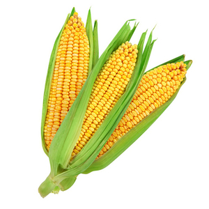 Proveedor de Maíz Amarillo a Granel, Exportador Mayorista de Maíz Natural No Modificado Genéticamente para Alimentación Animal e Industria Alimentaria - Product Image 1