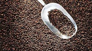 Pimienta Negra Vietnamita Natural, Granos de Pimienta Secos Enteros, Especia Premium, Venta al por Mayor para Procesamiento de Alimentos - Product Image 3