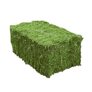 Exportateur en gros de balles de foin d'alfalfa pour l'alimentation animale en vrac - Product Image 2
