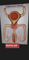 Modèle anatomique d'organe masculin humain MAYALAB en PVC médical, non déchirable, non fonctionnel, avec base en bois, carte-clé, pour les études secondaires et supérieures