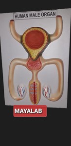 Modèle anatomique d'organe masculin humain MAYALAB, en PVC médical, non déchirable, pour l'enseignement scientifique - Product Image 2