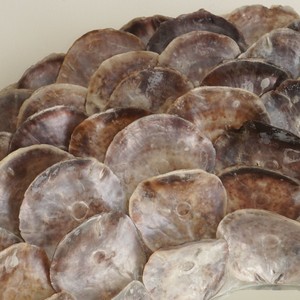 Coquilles de capiz, grandes coquilles de capiz provenant du Vietnam, prix bas - Product Image 4