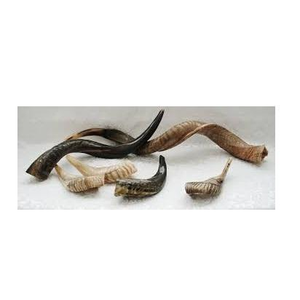 Cuerno de Cabra y Forma Natural, Tamaño Personalizado, Precio Económico, Cuerno Natural de Carnero Shofar, Cuerno de Oveja Más Vendido - Product Image 1