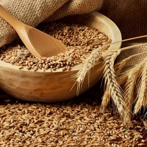 Cereales de Trigo Integral de Grano Largo, Naturales, Puros y Orgánicos, con Selección de Primera Calidad y Suministro Confiable - Product Image 1