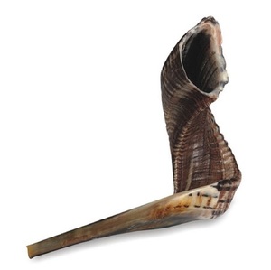 Shofar de Ram soplable de calidad premium, instrumento de sonido profundo, para eventos litúrgicos judíos tradicionales, proveedor mayorista y socio - Product Image 1